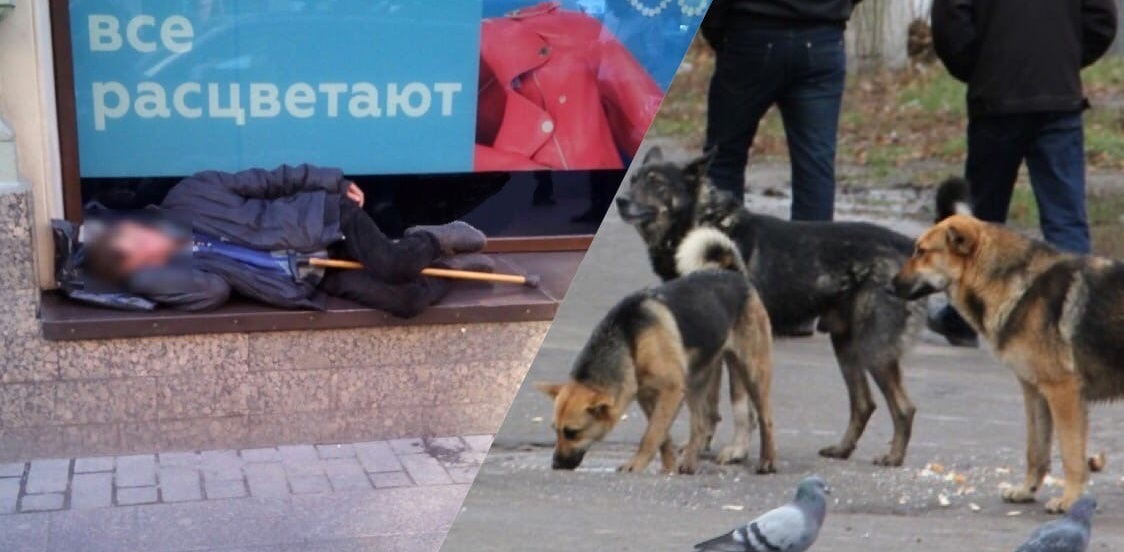 "Рыдали все": о трогательной дружбе бомжа и бездомной собаки рассказали рыбинские волонтеры