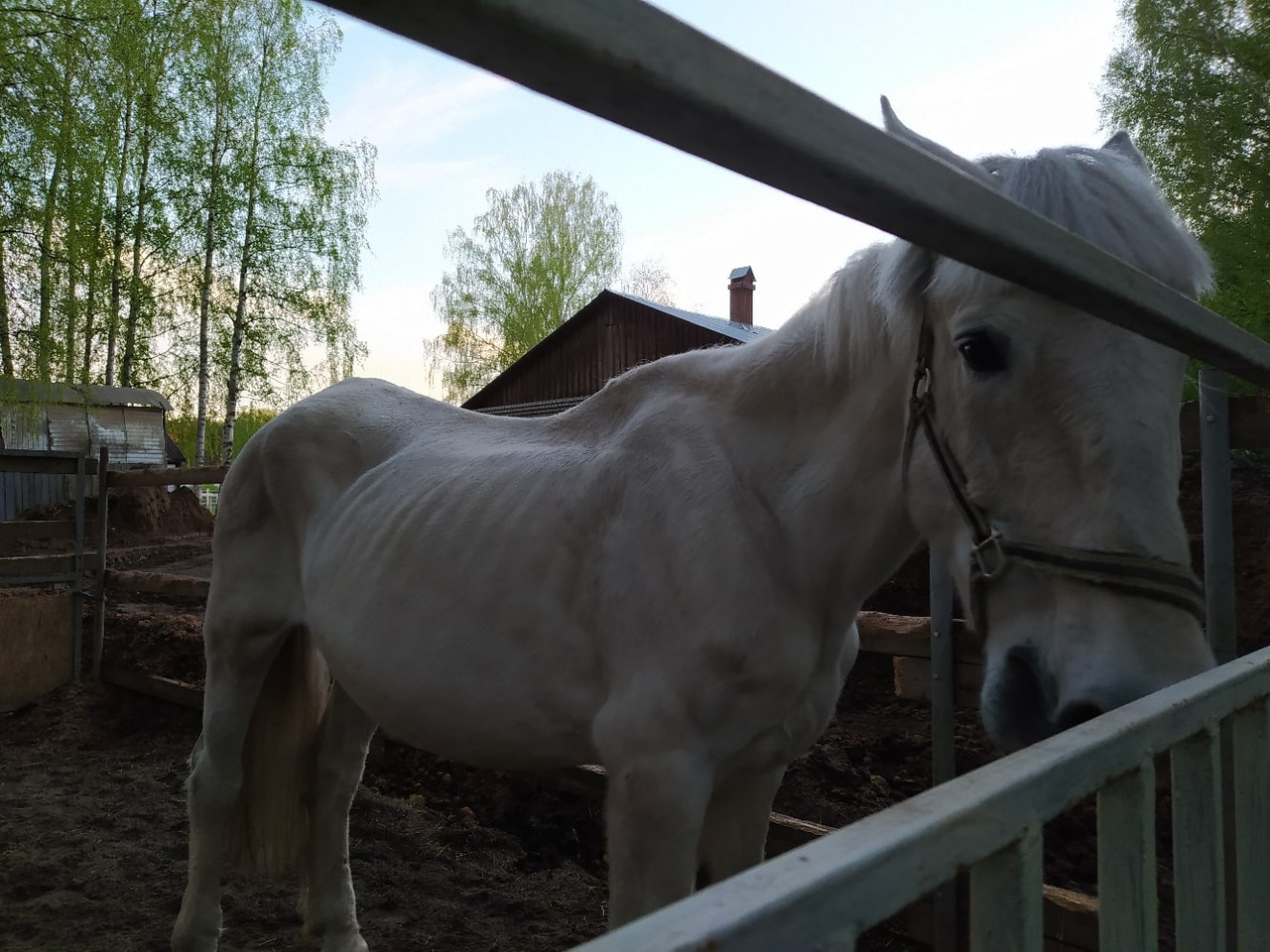 Торчат страшные ребра: спасти лошадей в пандемию просят ярославцы
