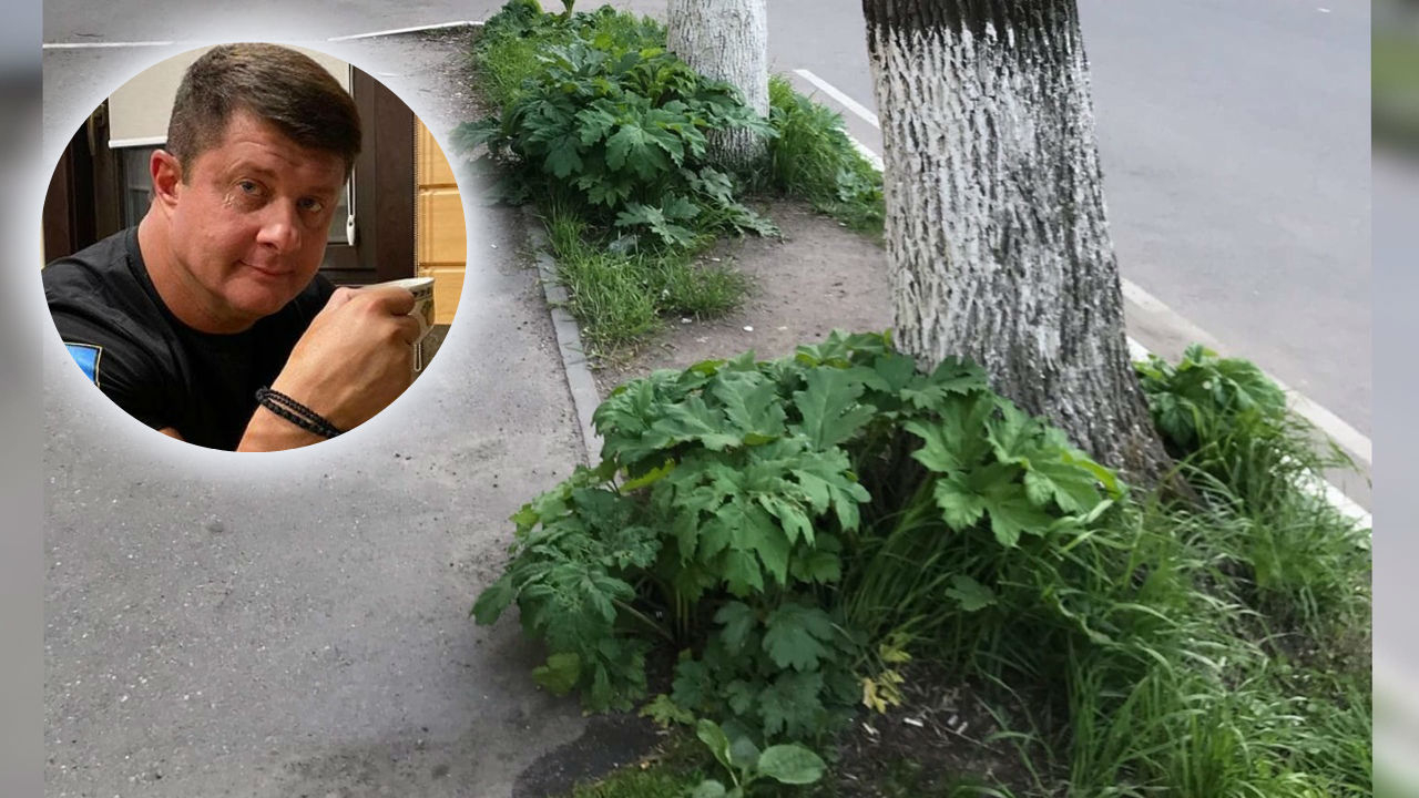Теперь заброшен: любимый проспект экс-мэра Ярославля зарос ядовитым растением