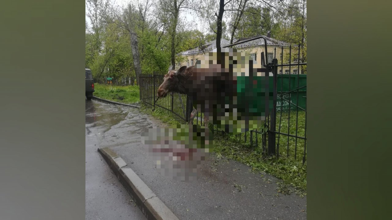 ЧП в детском саду: дикий лось повис на остром заборе в Ярославле