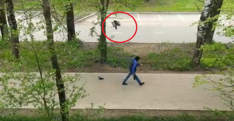 «Защищают убитого друга»: стая воронов атакует прохожих в Брагино.Видео