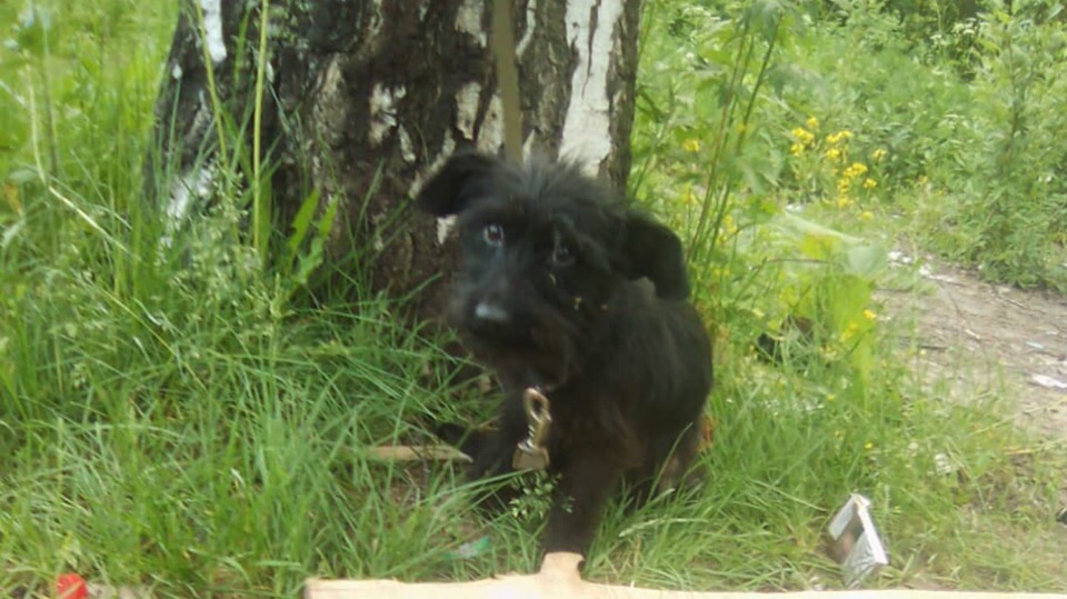 "Нет копеек на корм и воду?": щенка привязали к дереву и оставили умирать в Ярославле
