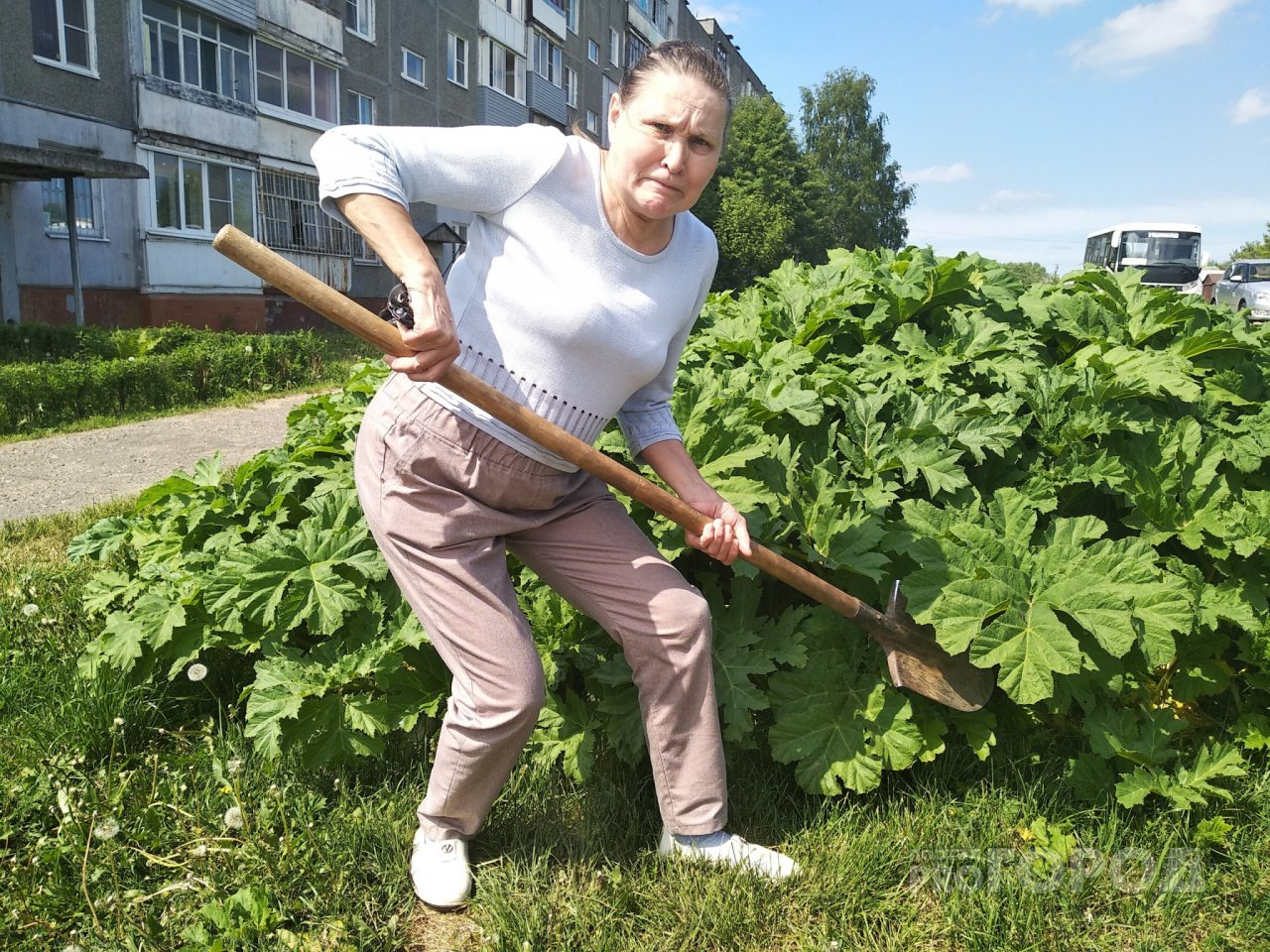 Мужик с борщевиком на улице