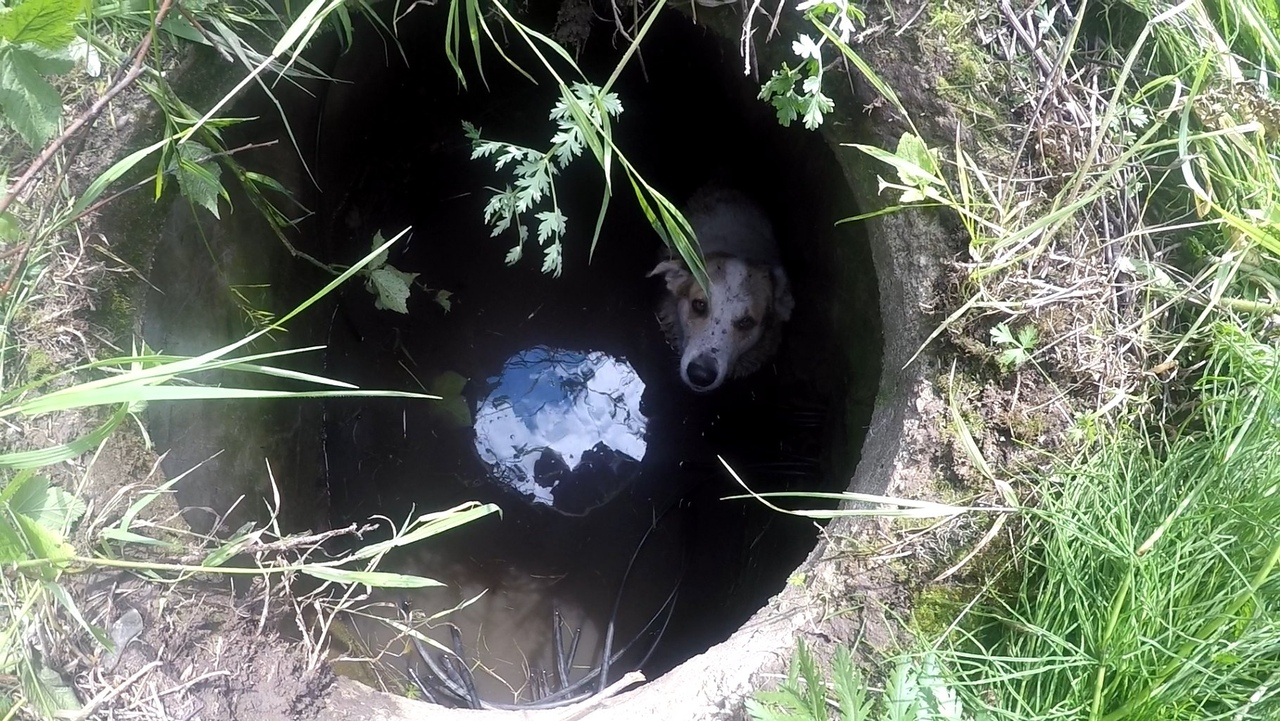 Дикий вой со дна колодца: кого нашли в заброшенной канализации в Ярославле