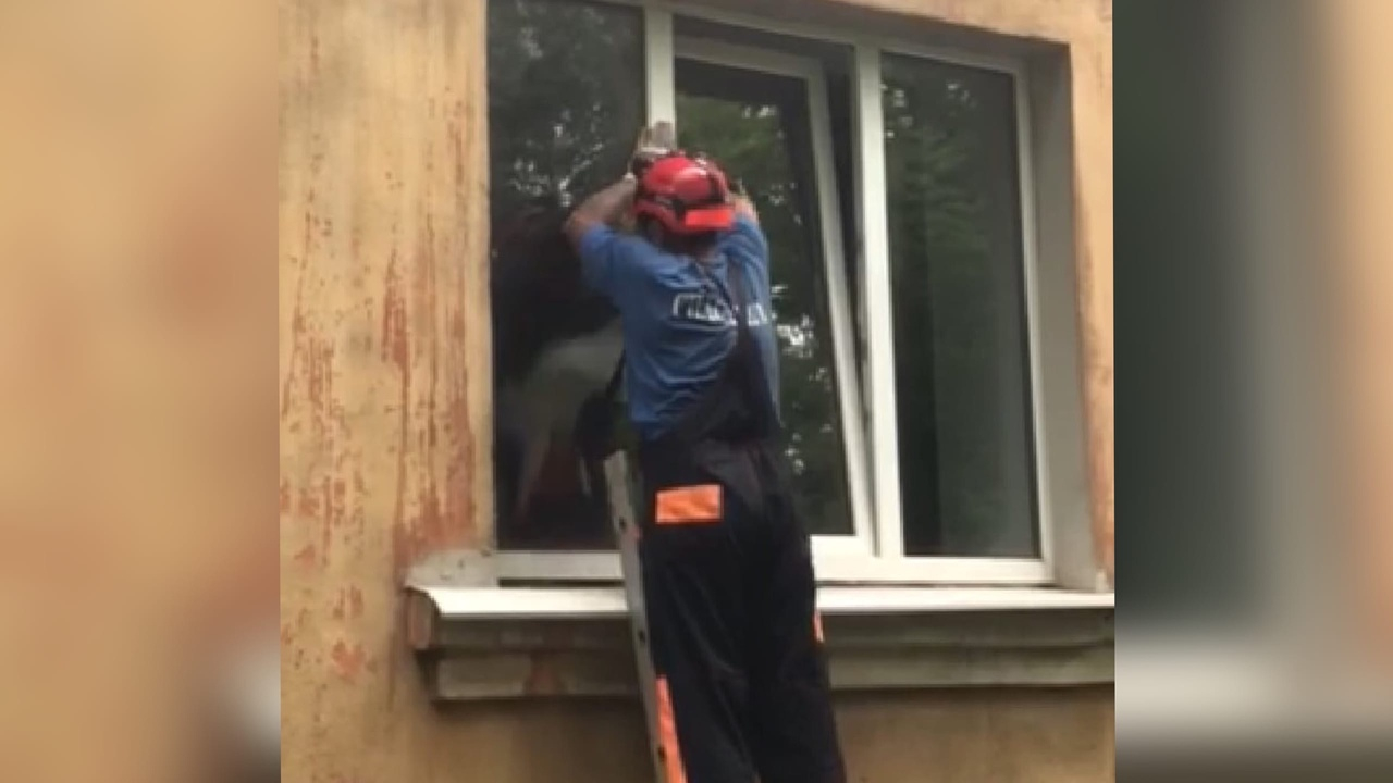 "Он кричал от боли": спасатели с лестницами окружили жилой дом в Ярославле