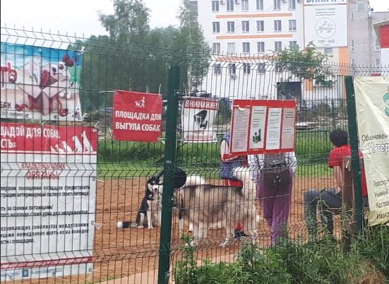 Депутаты хотят заставить россиян регистрировать собак