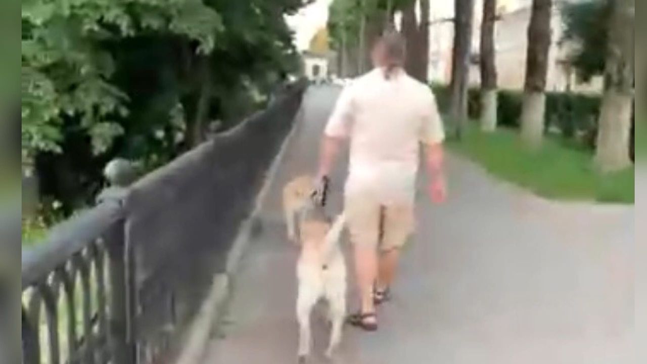 «Пришлось угрожать электрошокером» : ярославцев предупредили об опасном собаководе