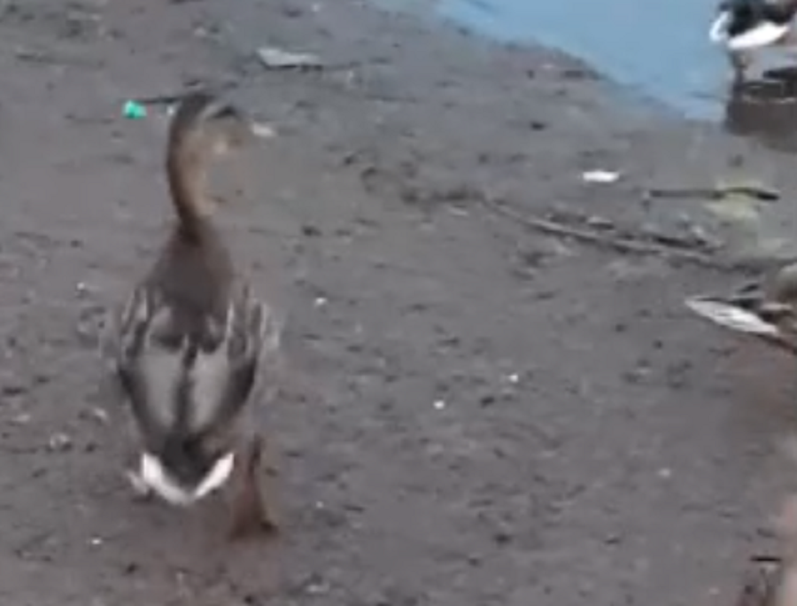 В центре Ярославля нашли утенка с иглой от шприца в голове: видео