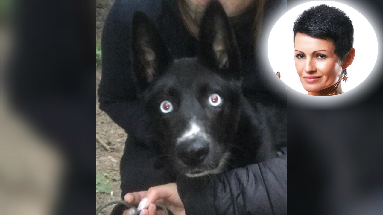 "В глазу лопнул сосуд": ярославский водитель два раза проехался по собаке
