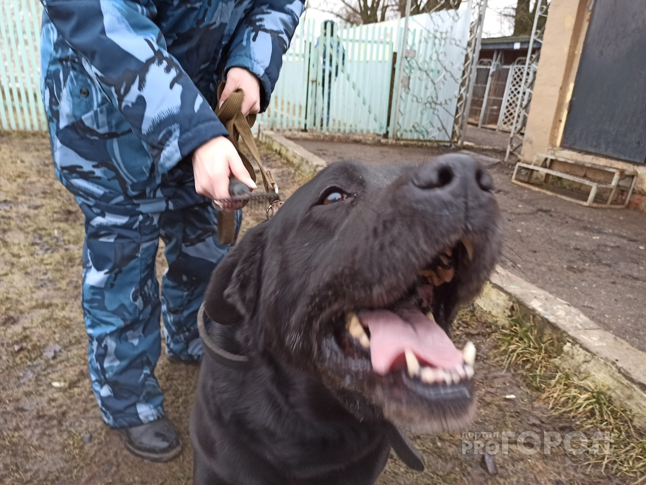 Дело на 51,5 миллионов: начальник тыла УМВД по Ярославской области "прогорел" на собаках