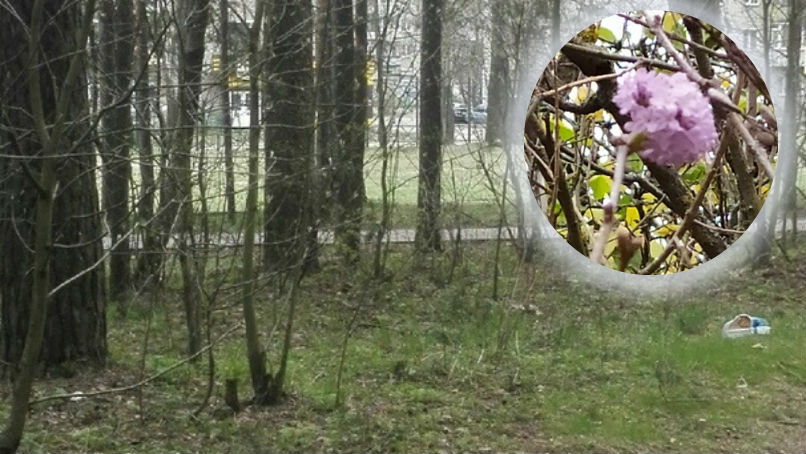 Природная аномалия: в Ярославской области расцвела сирень