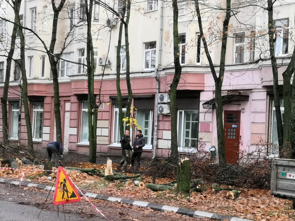 "Под парковку": в центре Ярославля вырубили десять кленов