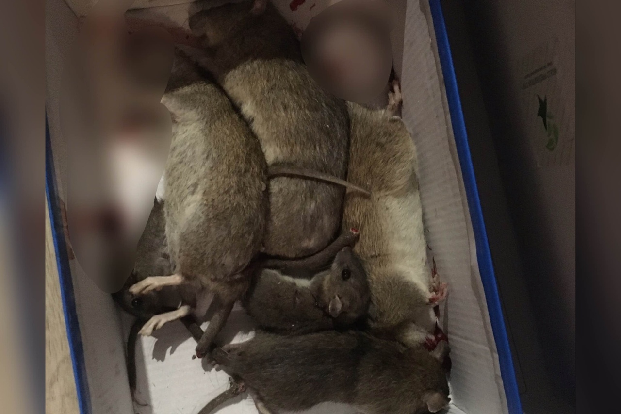 "Крысы топают по кухне": гигантские твари атаковали центр Ярославля