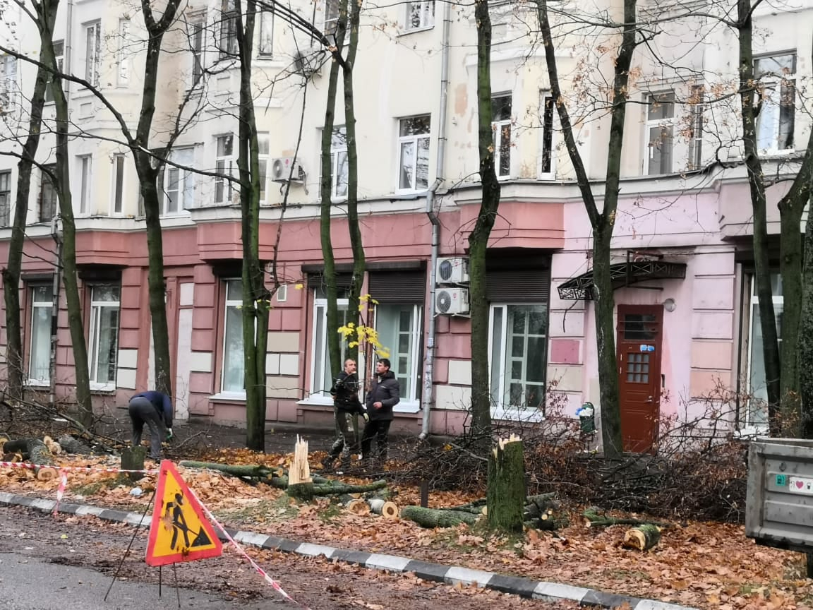 "Падать не собирались": власти Ярославля о вырубке кленов в Ярославле