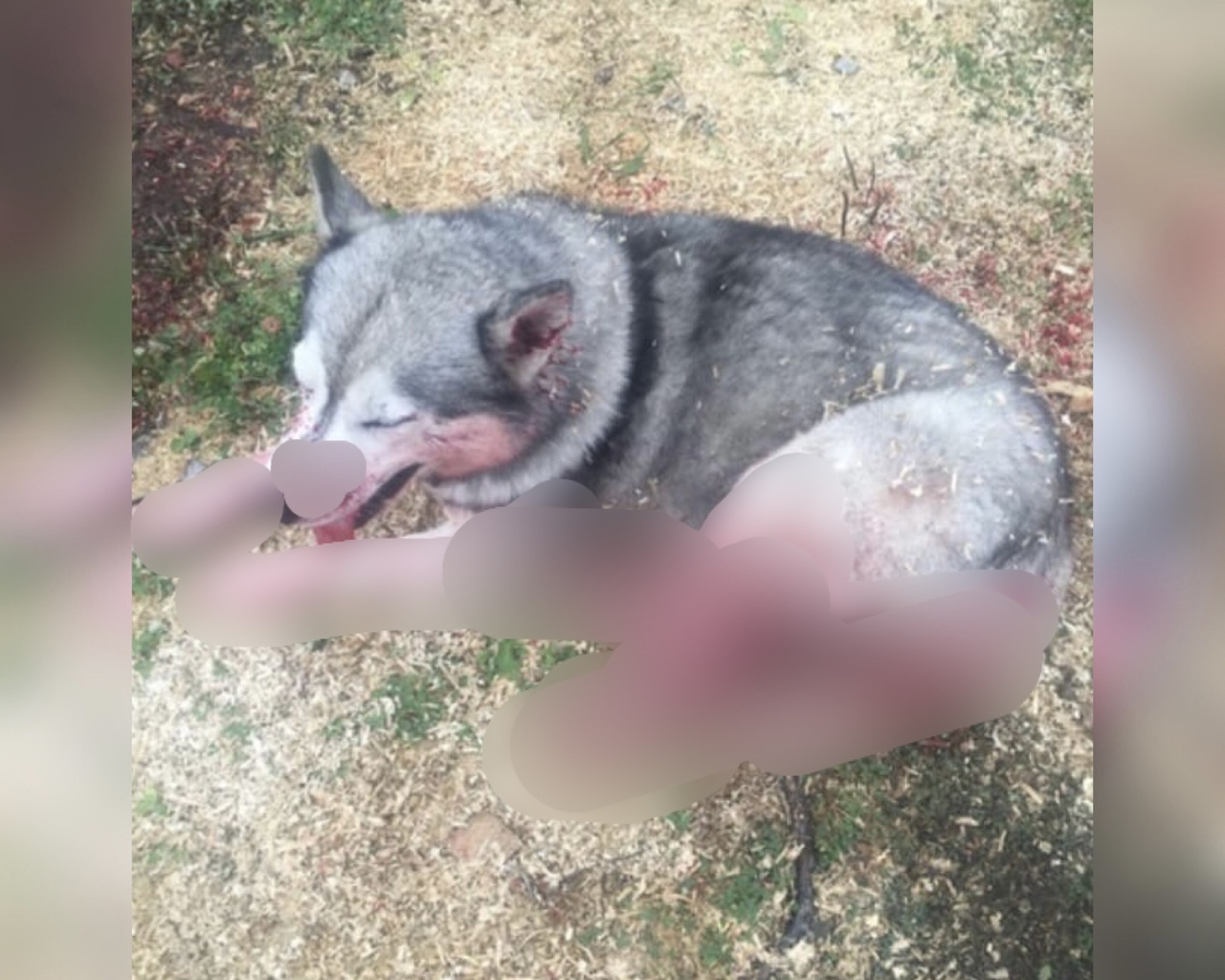 "Лежит на операционном столе": соседи расстреляли собаку под Ярославлем