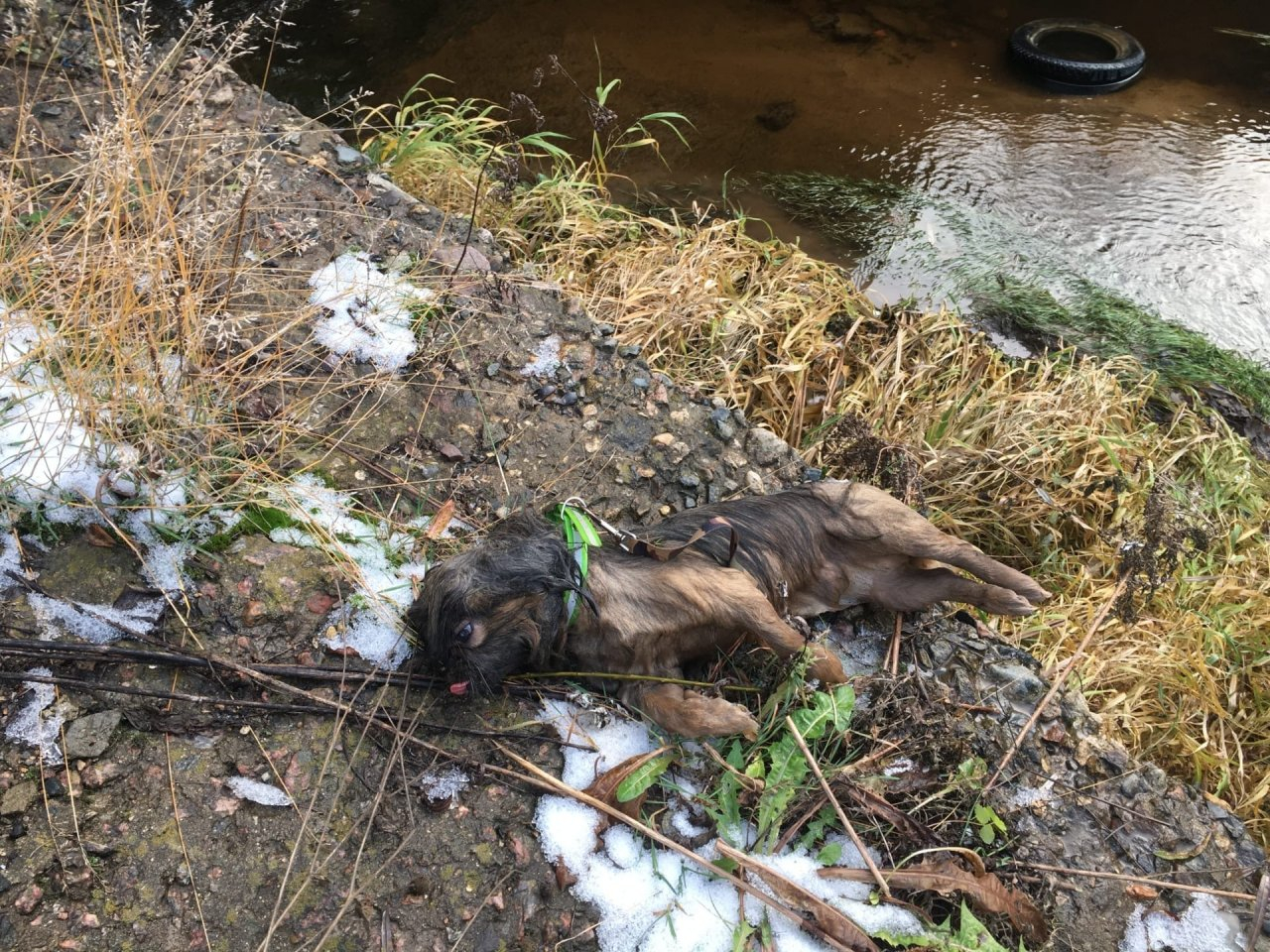 Сумку набили кирпичами: в Ярославле ищут хозяев убитого пекинеса