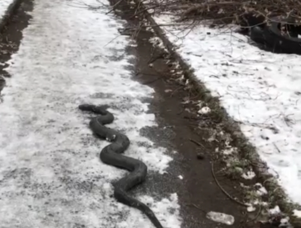 Двухметровая змея на снегу в центре Ярославля напугала жителей