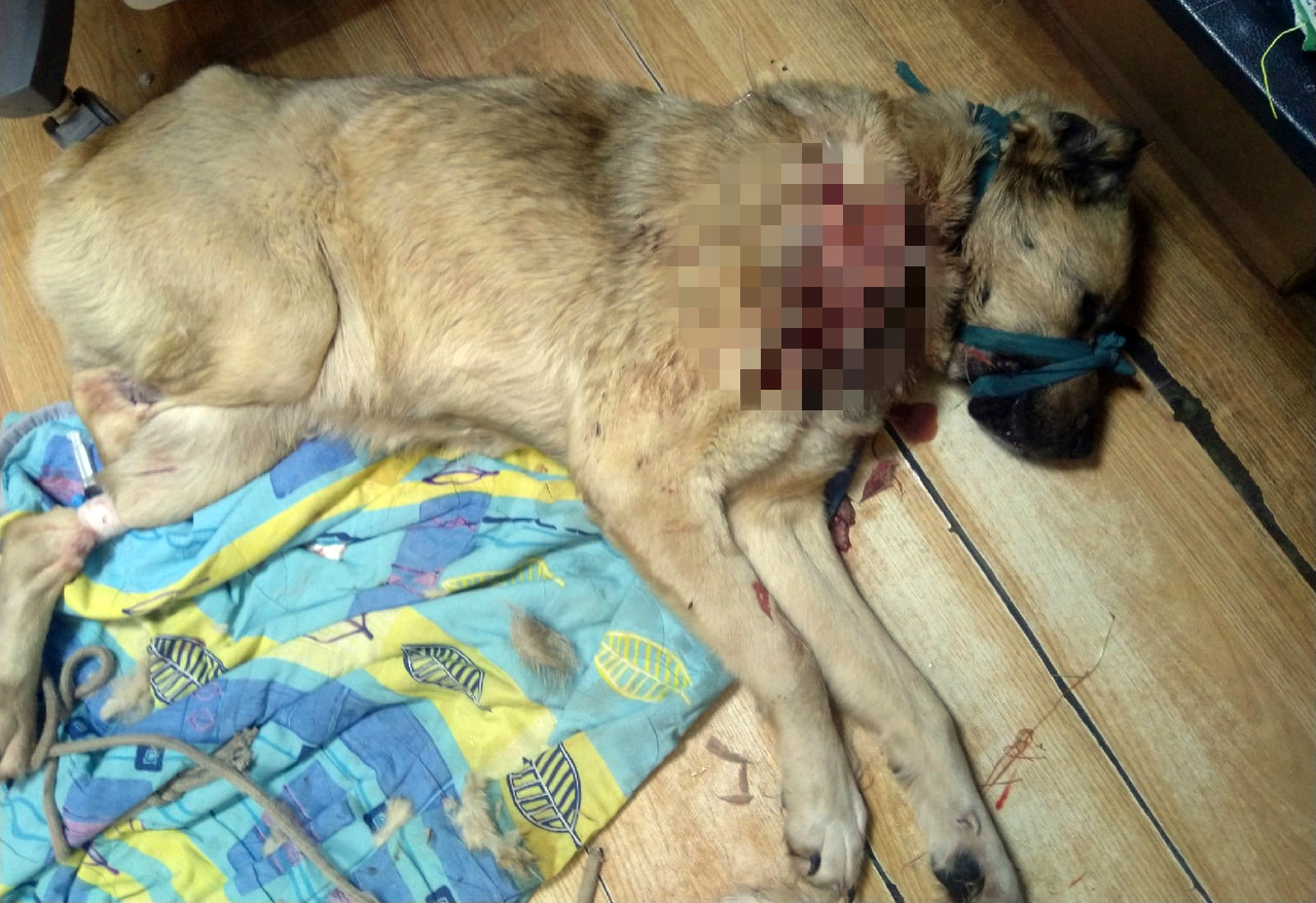«Двоих убил»: живодёр, истязающий собак под Ярославлем, избегает наказания