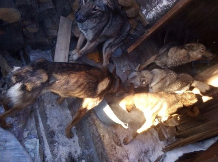 Погибали голодной смертью: нашли дом, в котором обитают 15 собак