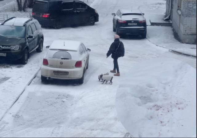 Отрава разбросана на снегу: где в Ярославле нельзя гулять с собаками