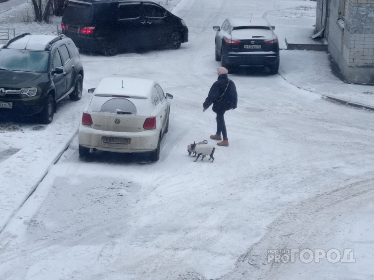 Ярославцы обратились к Путину из-за кучек: где запрещено гулять с собаками