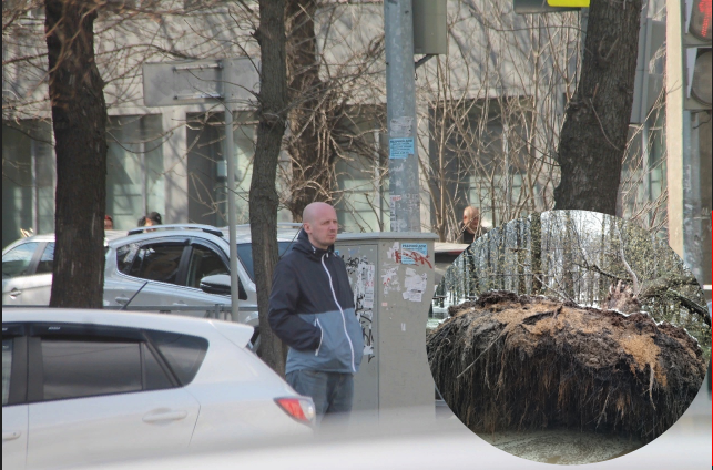 «Ничего не предвещало»: в Ярославле деревья выдрало с корнями