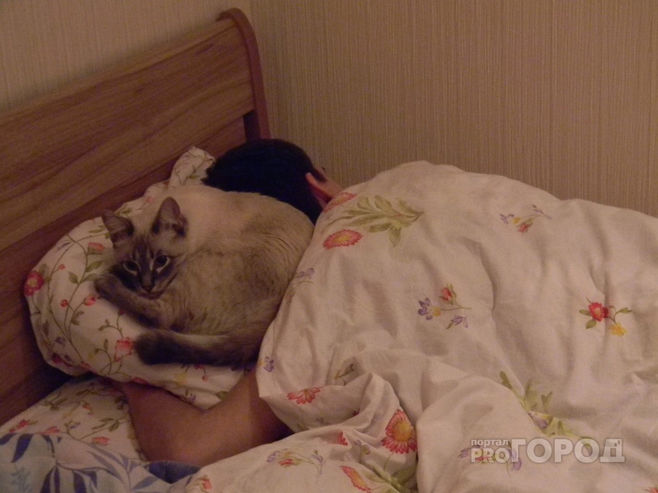 Будут следить: в России введут учет домашних животных