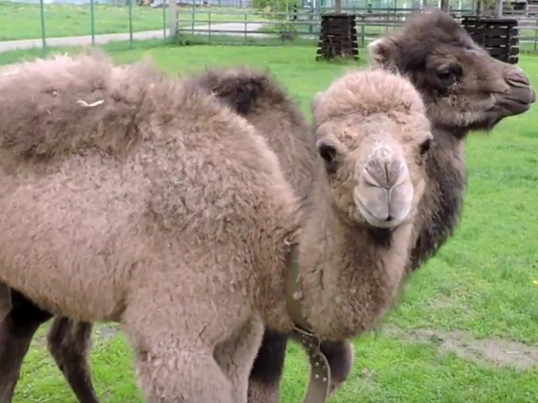 В зоопарке матери-верблюды бросили новорожденных верблюжат