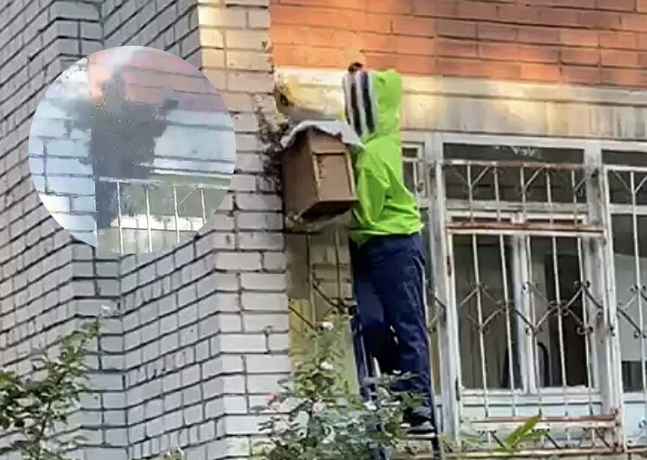 «Жужжащую массу счищали в короб»: в Ярославле рой пчел атаковал многоэтажку. Видео