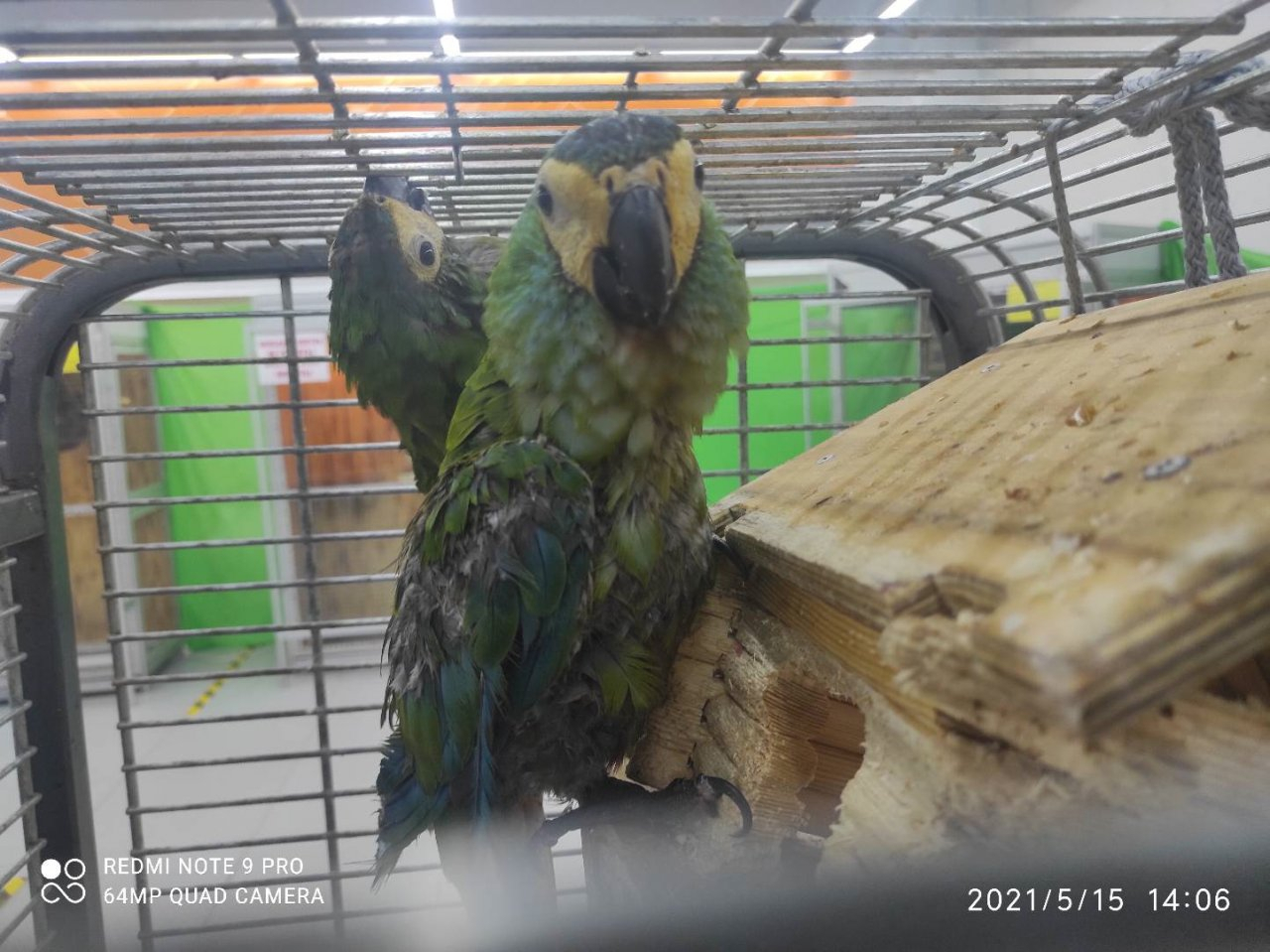 В Ярославль привезли диких животных и птиц