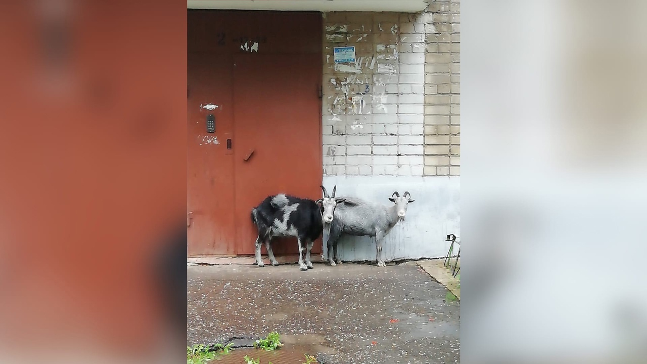 "Если что, могу взять на передержку": в Брагино разгуливают козы