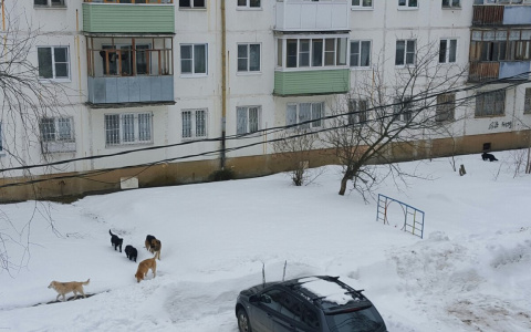 Напали у школы: на стаи диких псов жалуются ярославцы