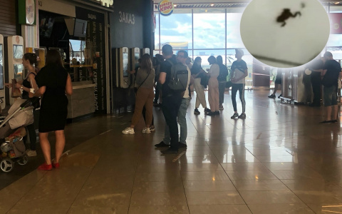 "Хорошо хоть не гадюки": ярославцы возмущены живностью в ТЦ. Видео