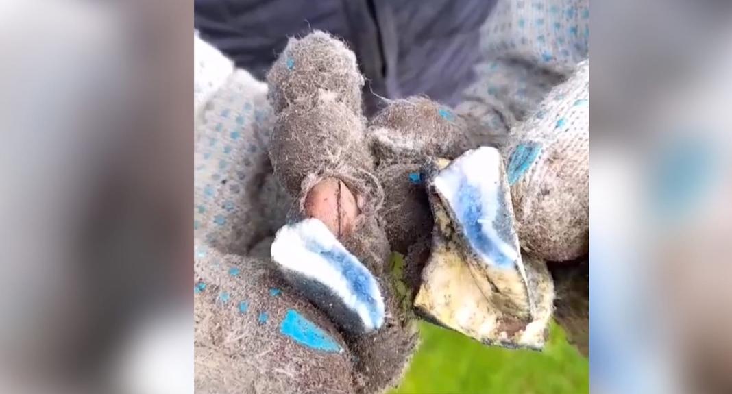 "Смурфик": ярославец нашёл необычный гриб