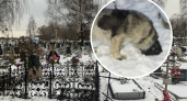 «Медведь на самовыгуле»: под Ярославлем собака держит в страхе местных жителей
