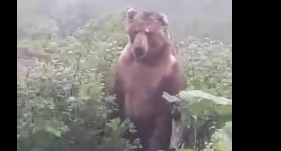 Двухсоткилограммовый  медведь угрожал рыбинскому пасечнику