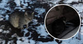 «Обречены на лютую смерть»: волонтеры борются за жизнь бездомных котов