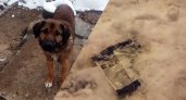 Опасный розовый снег: догхантеры снова травят собак на улицах Ярославля