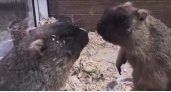 Весна уже близко: в Ярославле проснулись сурки Федор и Федора