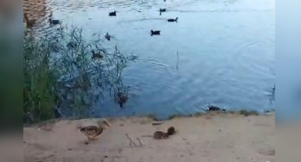 Плавают с утками в пруду: в Брагино началось нашествие крыс