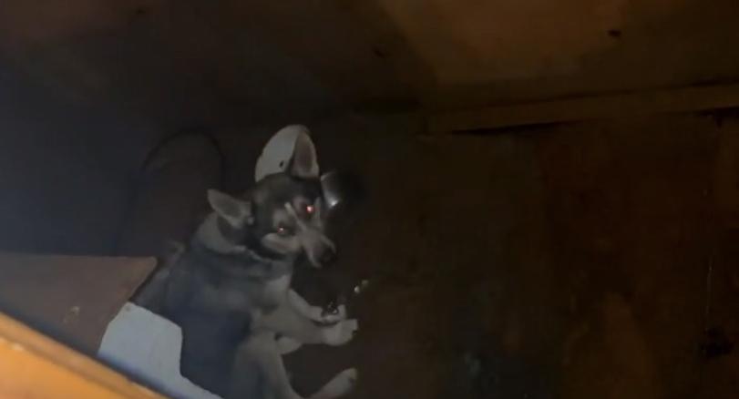 «Оставили умирать»: в Ярославле квартиранты заперли собаку на балконе и съехали