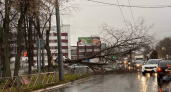 "С пассажирами на газон": В Ярославле ураган повалил деревья