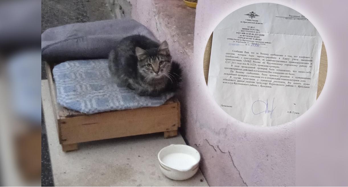 Трупы завалили весь подвал: житель Ярославля травит кошек  