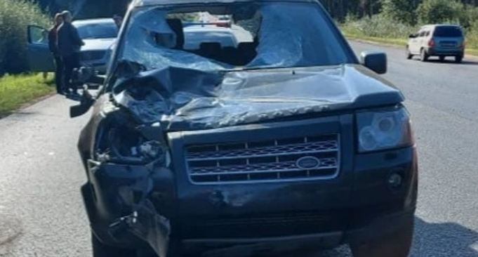 У ребенка кровоподтеки и гематомы: под Ярославлем в ДТП с лосем пострадал мальчик 