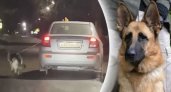 В Ярославле собаку привязали к авто и протащили по дороге