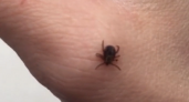 "Ковидные" черные клещи появились в Ярославле