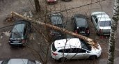Пугавшее ярославцев дерево раздавило машины в Брагино 