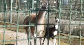 В ярославском зоопарке самец ламы не опознал своего ребенка