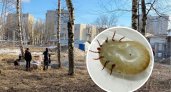 Как уничтожить клеща за 30 секунд, рассказали ярославцы