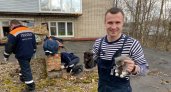 В Ярославле три котенка застряли в вентиляционной шахте библиотеки